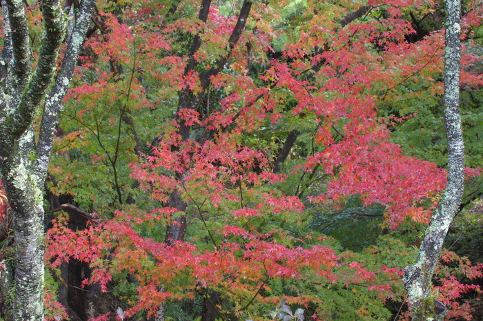 雨上がりの紅葉のつづき~♪_f0169051_147945.jpg