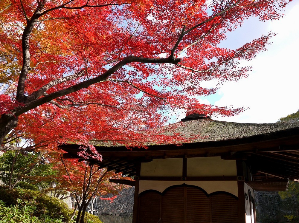 紅葉・黄葉_b0093754_22205857.jpg
