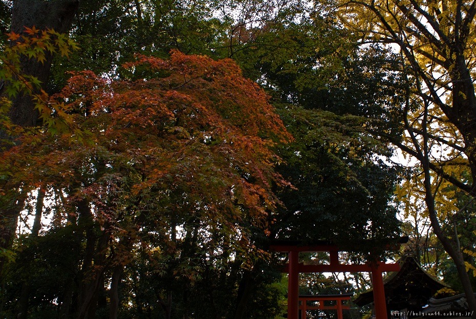 ２０１１紅葉～下鴨神社_f0102363_18391015.jpg