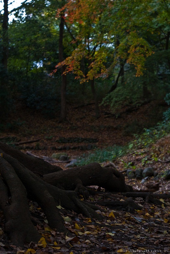 ２０１１紅葉～下鴨神社_f0102363_18401692.jpg