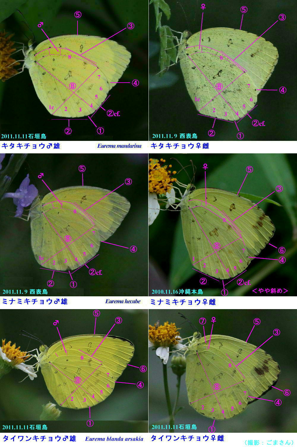 キチョウ（Eurema)属類似３種の翅裏比較図_a0146869_21421629.jpg