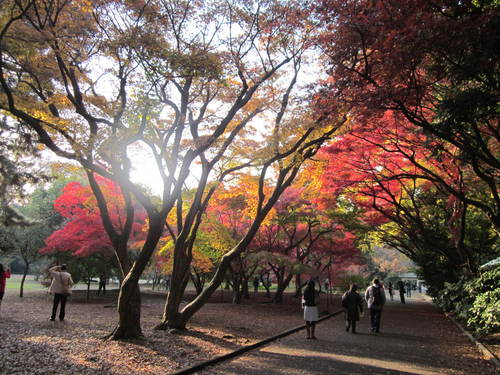 恵比寿のイルミネーションと　新宿御苑の紅葉_e0212073_15710.jpg