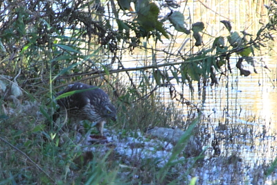 ★食事中のオオタカ 先週末の鳥類園(2011.12.3~4)_e0046474_14313734.jpg