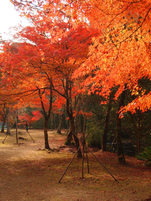 紅葉レポート！佛通寺_f0196286_21223785.jpg