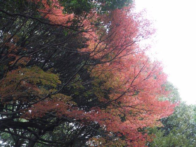 今年最後の火曜ウォークで渋谷区を歩いてきました_b0175688_20335786.jpg