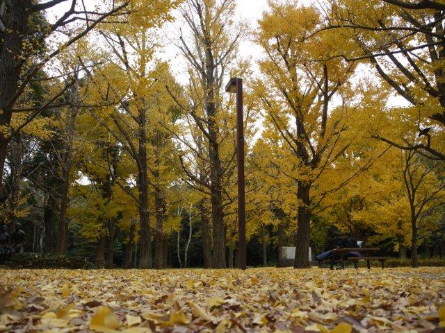 今年最後の火曜ウォークで渋谷区を歩いてきました_b0175688_20523249.jpg