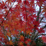 紅葉_f0047398_23515733.jpg