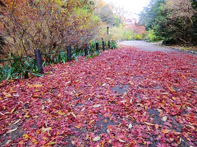 東山植物園の紅葉♪_c0185914_1614294.jpg