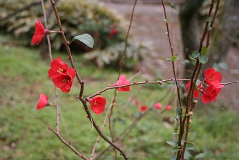 東山植物園の紅葉♪_c0185914_16162322.jpg