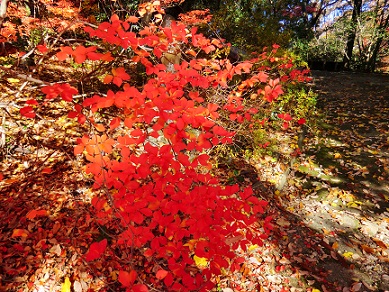 東山植物園の紅葉♪_c0185914_161836.jpg