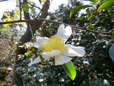 東山植物園の紅葉♪_c0185914_1623829.jpg