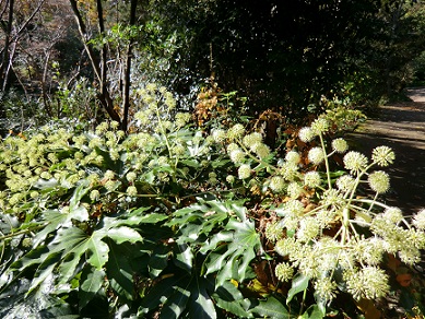 東山植物園の紅葉♪_c0185914_1624384.jpg