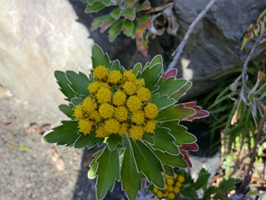 東山植物園の紅葉♪_c0185914_1625618.jpg