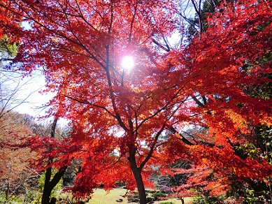 東山植物園の紅葉♪_c0185914_17294932.jpg