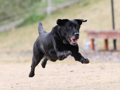 京都・あいベいさんで飛行犬撮影会_e0196319_2012470.jpg