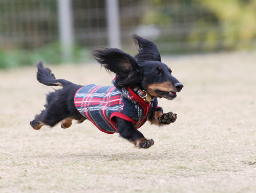 京都・あいベいさんで飛行犬撮影会_e0196319_2052145.jpg