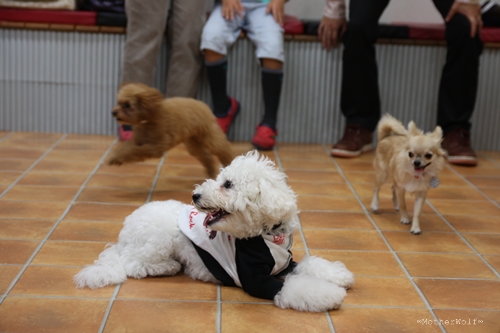 パピーパーティー 2011\'/11月_e0191026_2217550.jpg