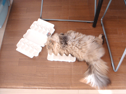 e0157129_18263045.gif