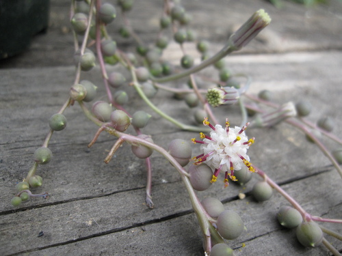 グリーンネックレスの花の香り 花と緑の日記