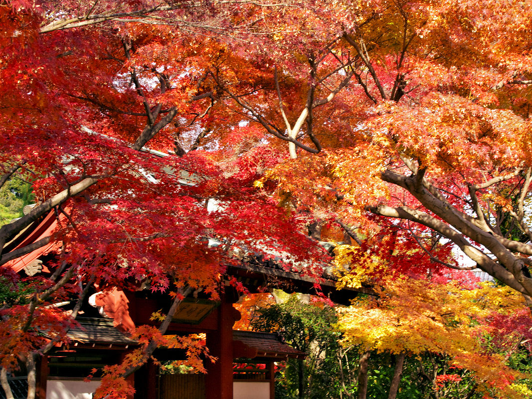 本土寺（千葉県松戸市）_d0213034_1244368.jpg