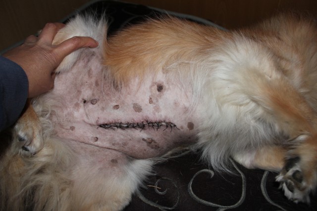 キーキの腫瘍の病理検査の結果_a0126743_50584.jpg