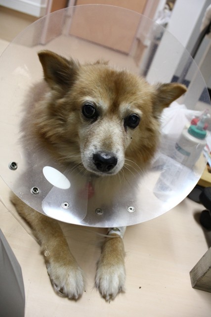 キーキの腫瘍の病理検査の結果_a0126743_52081.jpg
