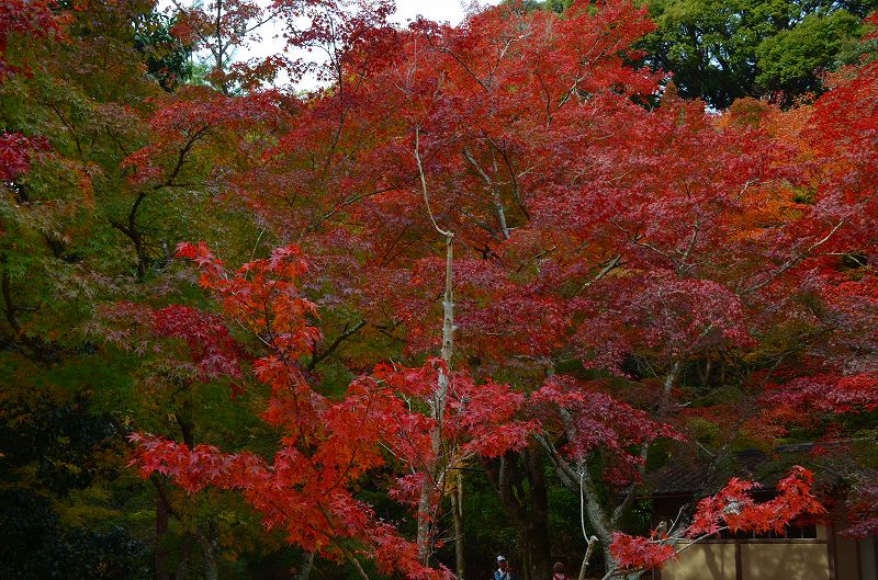 嵐山の紅葉2011_e0237645_038248.jpg