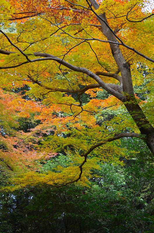 嵐山の紅葉2011_e0237645_0385546.jpg