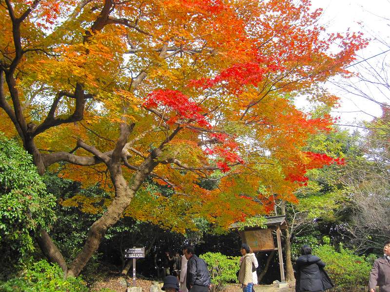 嵐山の紅葉2011_e0237645_040304.jpg