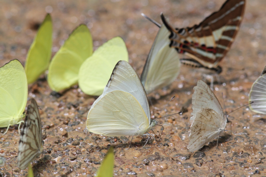 カワカミシロチョウ　（2011年12月12日）_a0094850_11454731.jpg