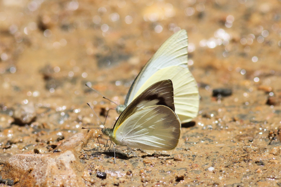 カワカミシロチョウ　（2011年12月12日）_a0094850_114613.jpg