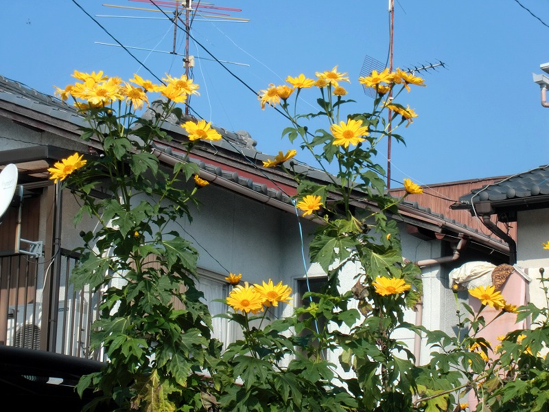 皇帝ひまわり 気まぐれ日記