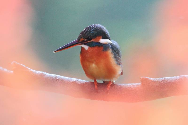 紅葉カワセミ : あだっちゃんの花鳥風月 紅葉カワセミ : あだっちゃんの花鳥風月