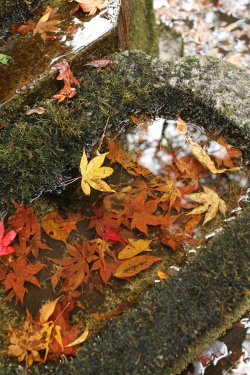 京都・奈良の旅 3 - 法然院から安楽寺へ_f0214858_23312857.jpg