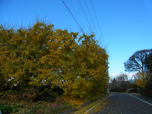 b0194267_2035133.jpg