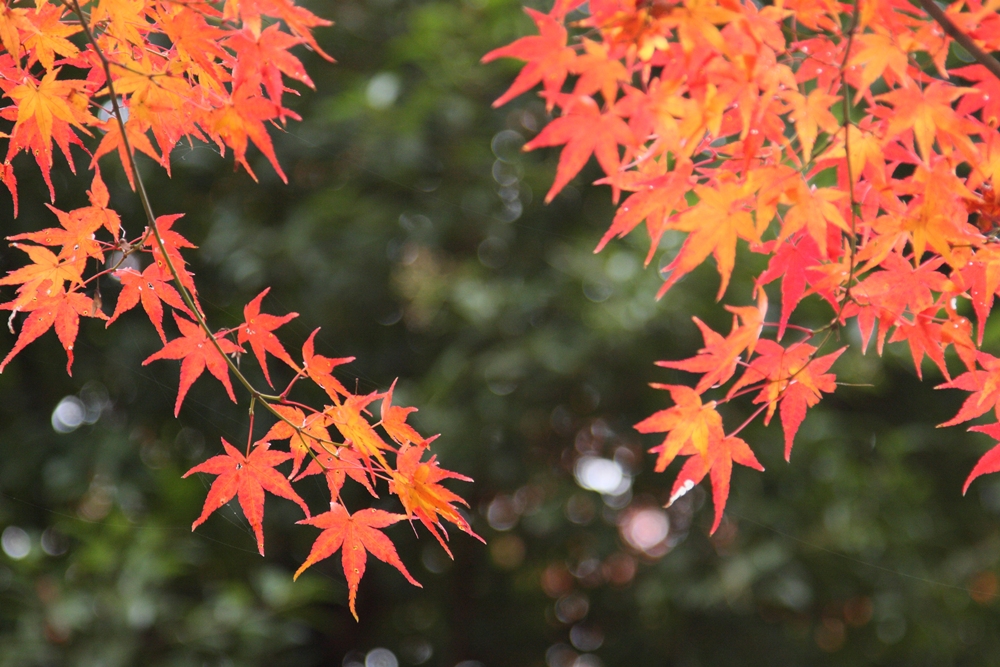 2011 紅葉-曼殊院-_c0153672_20543752.jpg