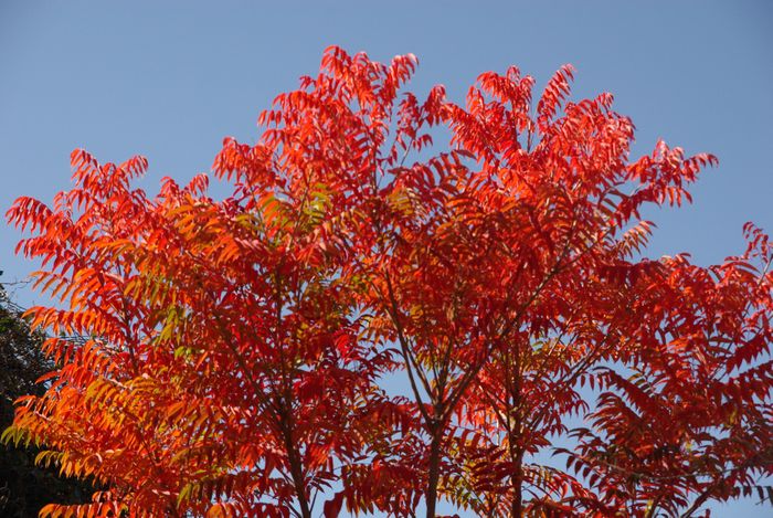 ハゼの紅葉 自然とのふれあい
