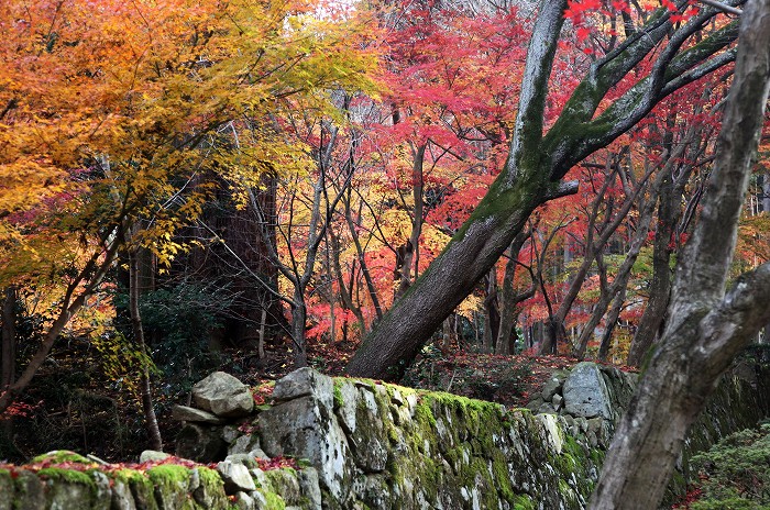 湖東三山 (その2)　－ 金剛輪寺　－_f0000789_8192170.jpg