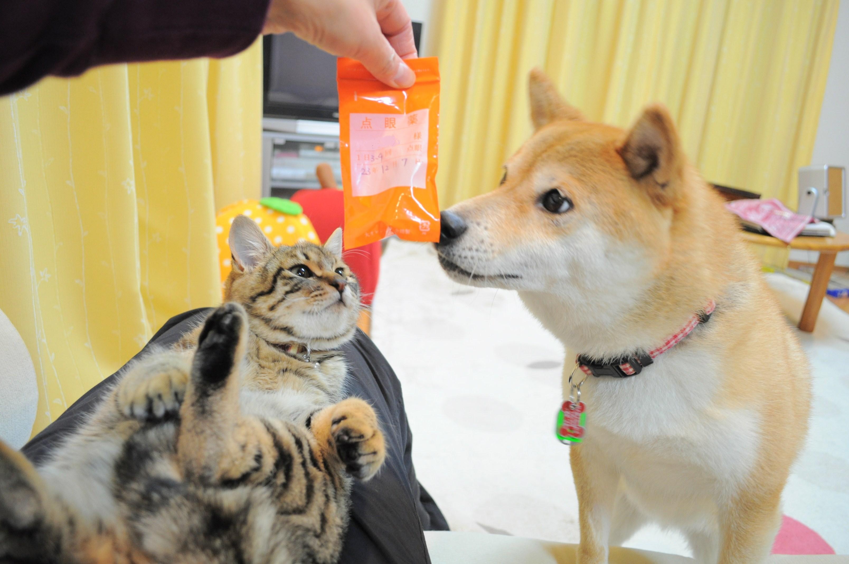 お薬ゴックン!_a0126590_5281516.jpg
