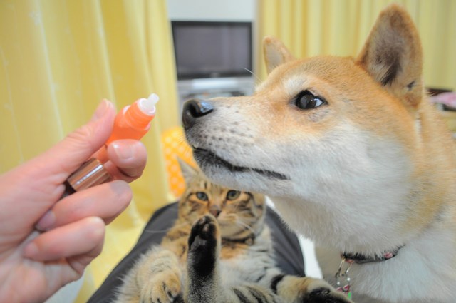 お薬ゴックン!_a0126590_5292631.jpg