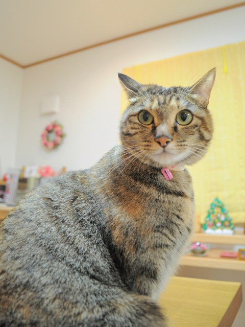 お薬ゴックン!_a0126590_5352332.jpg