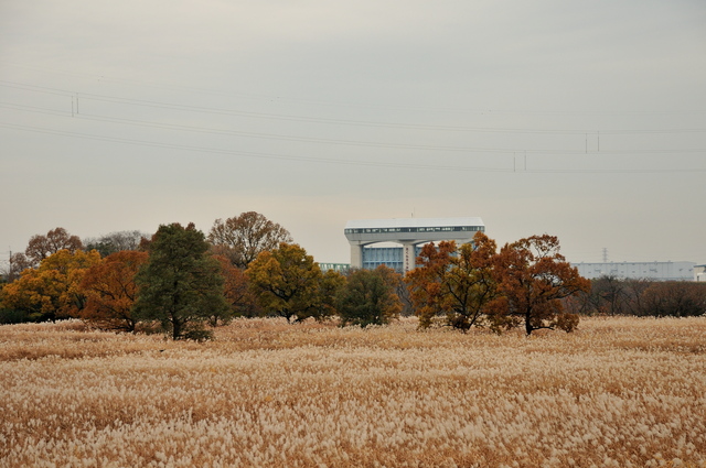 桜草公園　2011.12.06_b0217090_23184066.jpg