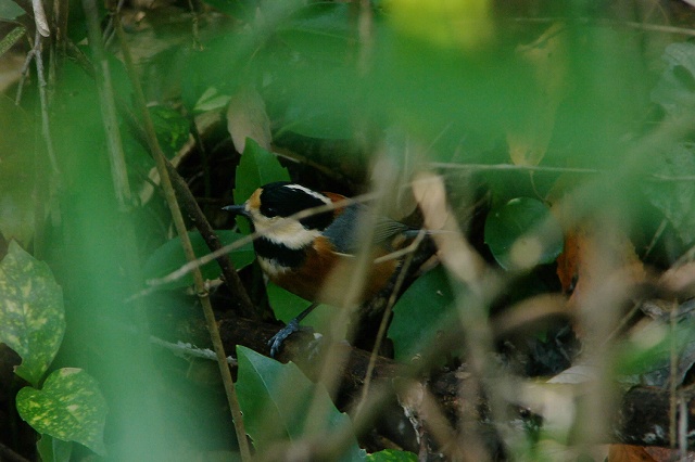 e0070891_18374347.jpg