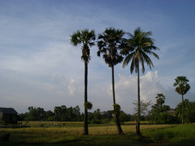 カンボジアの風景_f0007802_22583026.jpg