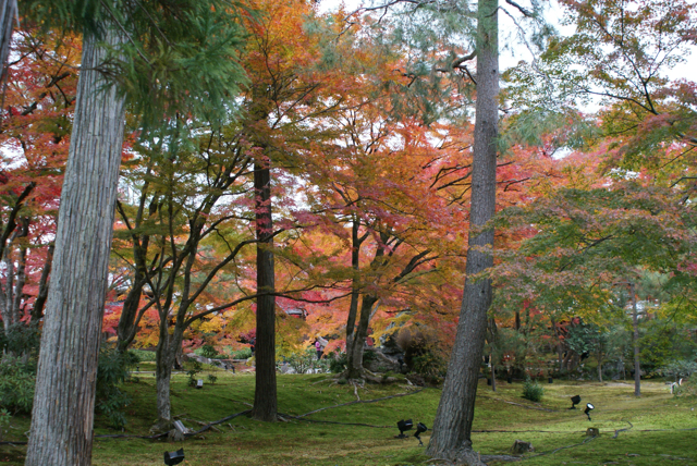 紅葉2011秋〜嵐山〜。_f0179202_2071439.jpg