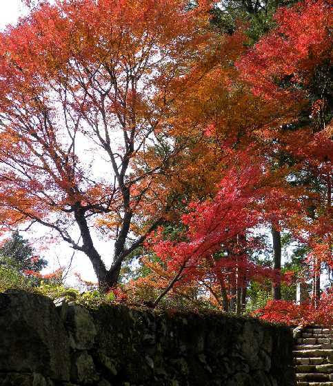 　城跡のモミジ　　　１２．１０_d0140806_1321655.jpg