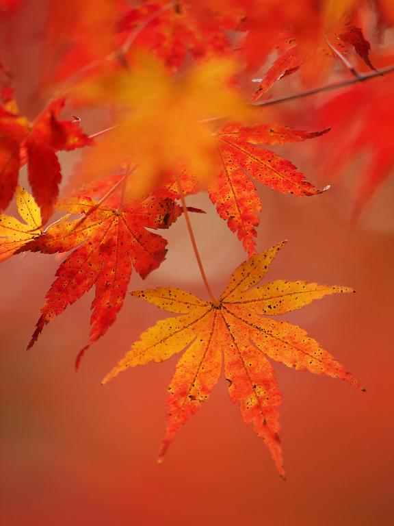 花の文化園の紅葉_d0087407_23541798.jpg