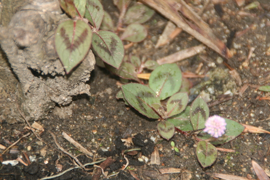 a0206808_14323579.jpg