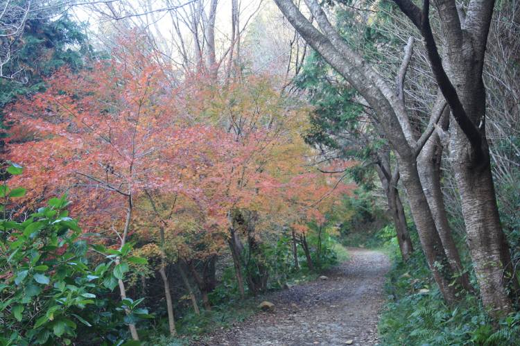 鏡山・衣干山・岸岳 （佐賀県） 283ｍ　163ｍ　320ｍ_f0212511_231995.jpg