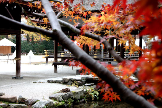 上賀茂神社　紅葉終幕_e0048413_15553294.jpg